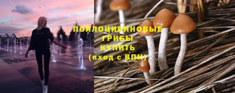 Псилоцибиновые грибы MAGIC MUSHROOMS  Гусиноозёрск 